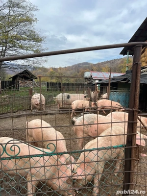 porci bio de vanzare - imagine 3