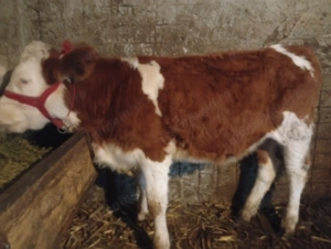 Vitea buna de prăsilă 