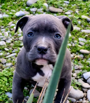 Puiuți Amstaff Blue 