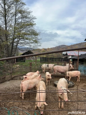 porci bio de vanzare - imagine 4