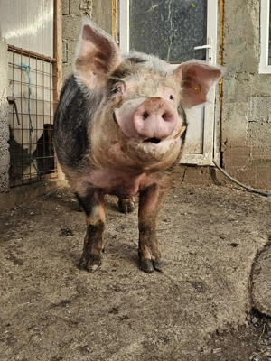 Cel mai mare porc din Galati 