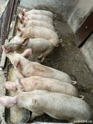 vand porci crescuti la tara BIO  - imagine 4