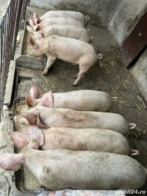 vand porci crescuti la tara BIO  - imagine 2
