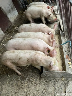 vand porci crescuti la tara BIO  - imagine 5