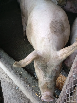 Porci pentru sacrificare 