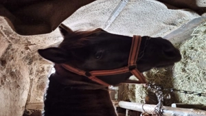 Vând iapa 3 ani - imagine 2