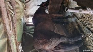 Vând iapa 3 ani - imagine 3