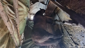 Vând iapa 3 ani - imagine 4