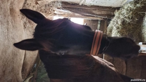 Vând iapa 3 ani - imagine 5