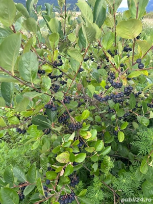 Vin din aronia - imagine 2