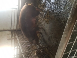 Vand porci durog - imagine 2