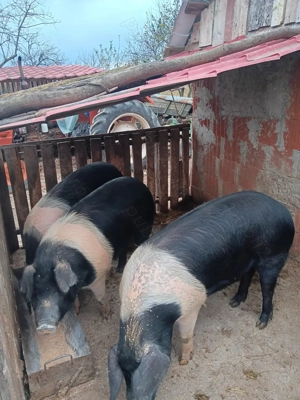 Vând o purcea și un purcel bazna