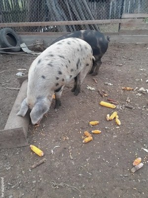 Porci  de sacrificat crescuți în  propria  gospodarie  de 130 kg !