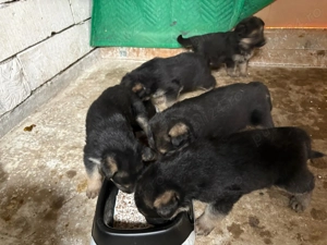 Catei de vanzare rasa ciobanesc german - imagine 3