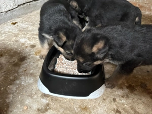 4 catei rasa Dog german cauta stapani