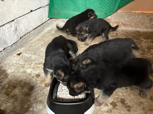 Catei de vanzare rasa ciobanesc german - imagine 2