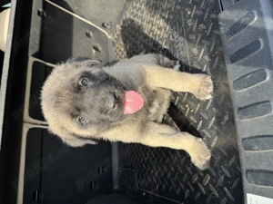 Ne căutăm căsuță nouă!  - imagine 2