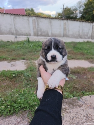 catei asia centrala  - imagine 3