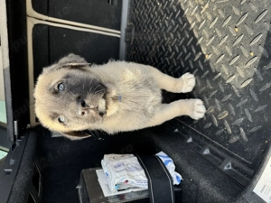 Ne căutăm căsuță nouă!  - imagine 3