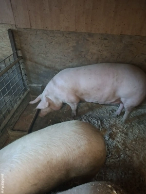 vand porc aproximativ 200 kg - imagine 2