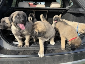 Ne căutăm căsuță nouă! 