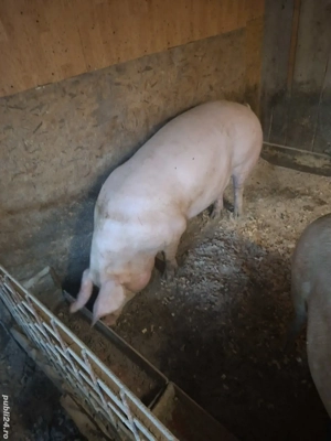 vand porc aproximativ 200 kg - imagine 3