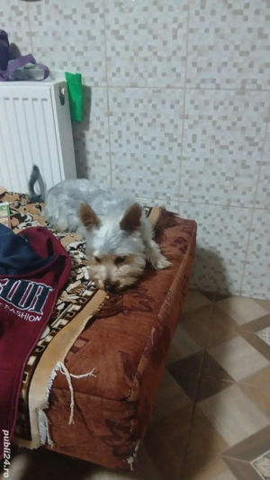 fetiță de yorkshire terier 11 luni 