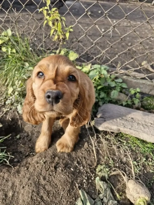 Disponibili căței de rasa cocker spaniel 