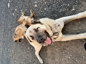 Ne căutăm căsuță nouă!  - imagine 6