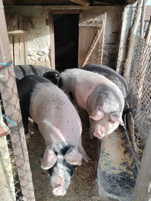 Vând porci pentru taiat