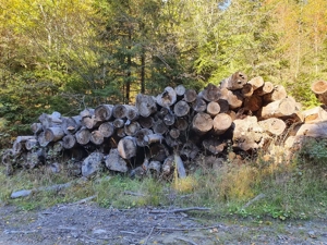 Vindem stoc lemn