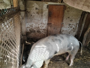 Vând porci pentru taiat - imagine 2