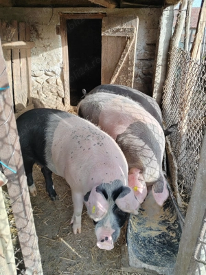 Vând porci pentru taiat - imagine 4