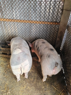 Vând porci pentru taiat - imagine 5