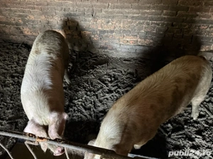 Vând porci de carne