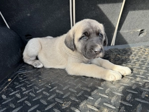 Ne căutăm căsuță nouă!  - imagine 7