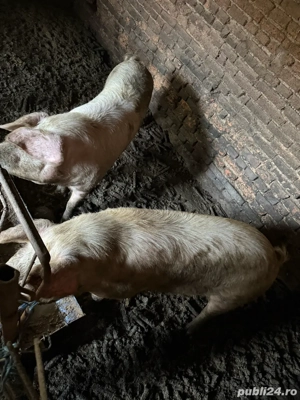 Vând porci de carne - imagine 2