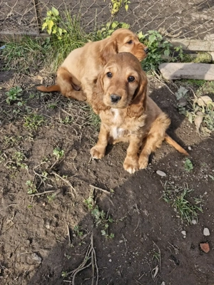 Disponibili căței de rasa cocker spaniel 