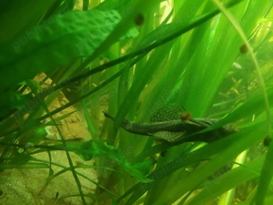 Acvariu 200l cu pești 