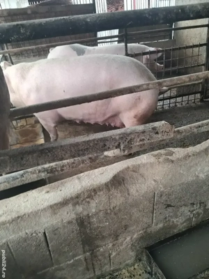 de vânzare două scroafe 250...270 kg ofer transport 