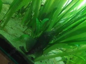 Acvariu 200l cu pești  - imagine 2