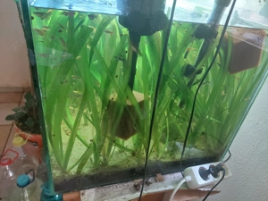 Acvariu 200l cu pești  - imagine 5