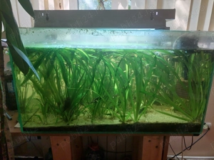 Acvariu 200l cu pești  - imagine 4