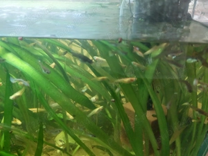 Acvariu 200l cu pești  - imagine 3