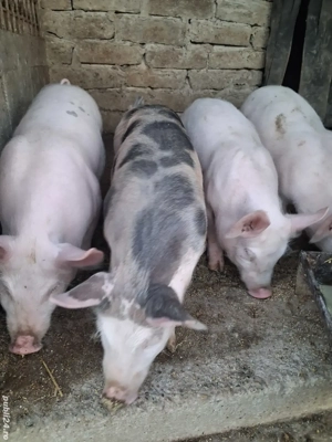 de vânzare 4 șoldănei 30 kg ofer transport 