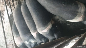 Porci bazna - imagine 2