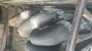 Porci bazna - imagine 3