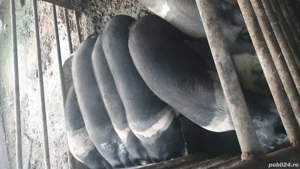 Porci bazna - imagine 4