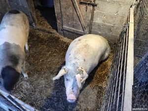 porci pentru sacrificat 