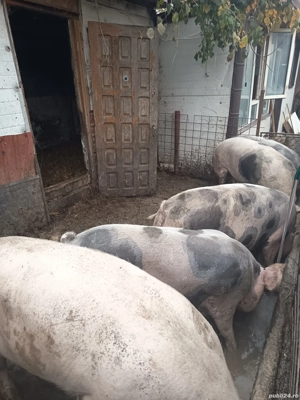 porci de vânzare Teleorman 